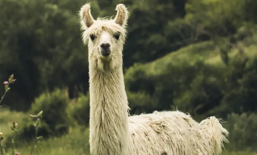 Geschwistertreffen auf der Lama-Ranch in Bad Vilbel:  