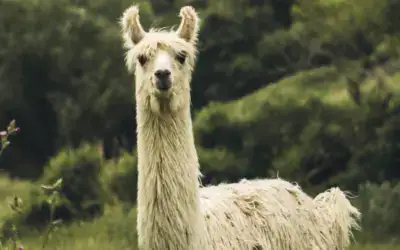 Geschwistertreffen auf der Lama-Ranch in Bad Vilbel:  